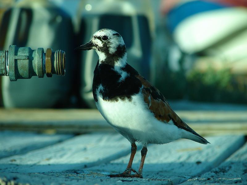 02_05_06 217.jpg - Wohl erzogene Vögel, die trinken aus der Leitung.